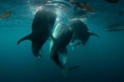 plongee cenderawasih bay indonesie - requin baleine