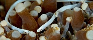 mushroom-coral-pipefish