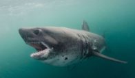 Salmon Shark
