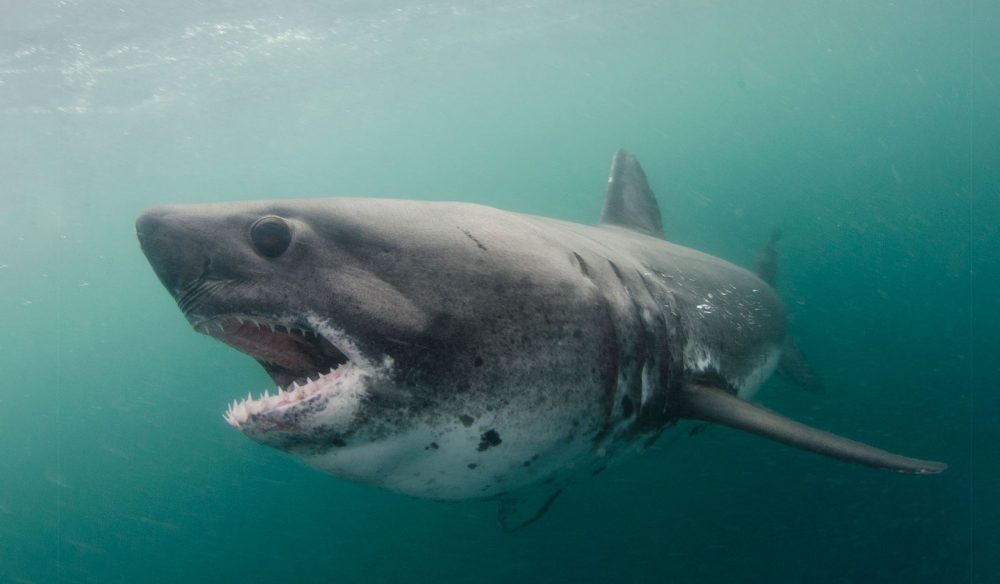 croisiere-plongee-liveaboard-antarctique