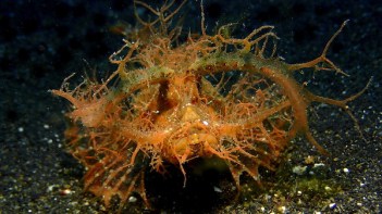 meilleur site macro ambon indonesie poisson scorpion