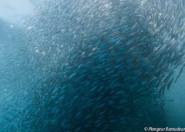 banc de sardines plongee moalboal philippines