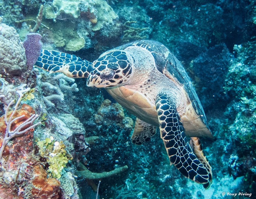 photo-plongee-cozumel