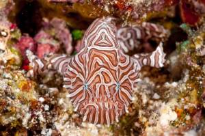 plongee-ambon-macro-indonesie-poisson-grenouille-psychedelique