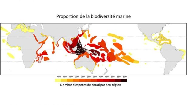 biodiversite-marine-mondiale