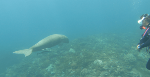 plongee coron philippines dugong