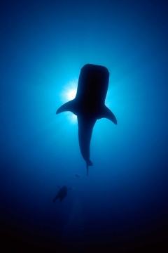 ou et quand voir des requins baleines philippines