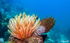 Reef Puerto Galera 19