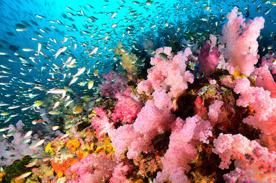 croisiere-plongee-liveaboard-iles-similan-thailande