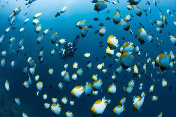 plongee-iles-banda-batu-kapal