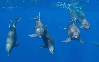 meilleure plongee du monde socorro dauphin