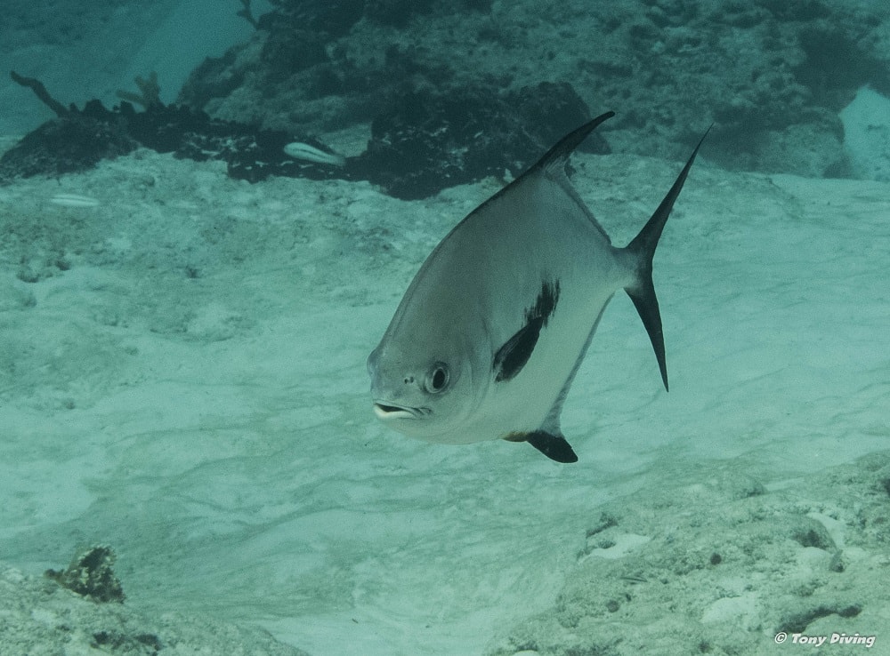 photo-plongee-cozumel