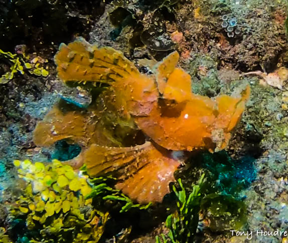 plongee-alor-indonesie-rhinopias