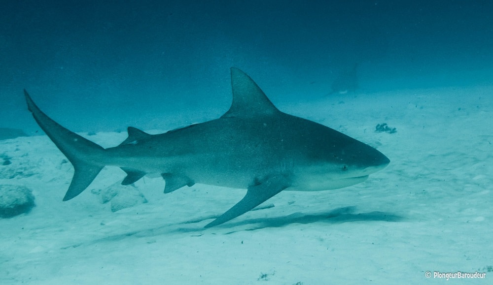 photo-requin-bouledogue-playa-del-carmen10