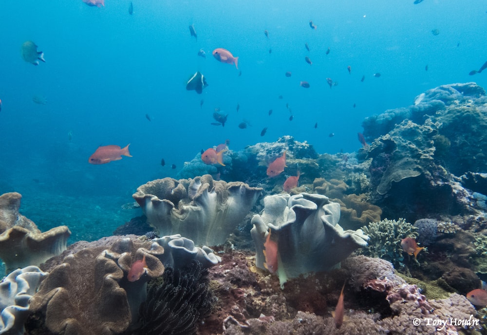 meilleure plongee indonesie bali