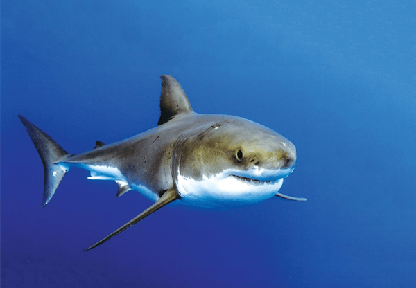 meilleure plongee mexique guadalupe requin blanc