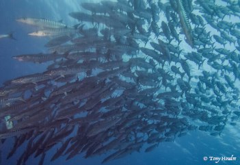 meilleure plongee asie tubbataha banc de barracudas