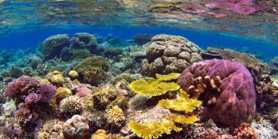 croisiere-plongee-mer-de-banda-corail