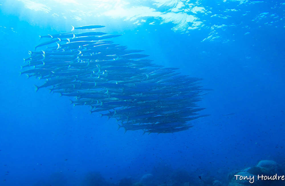 plongee-alor-indonesie-barracuda