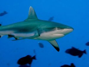sipadan requin gris