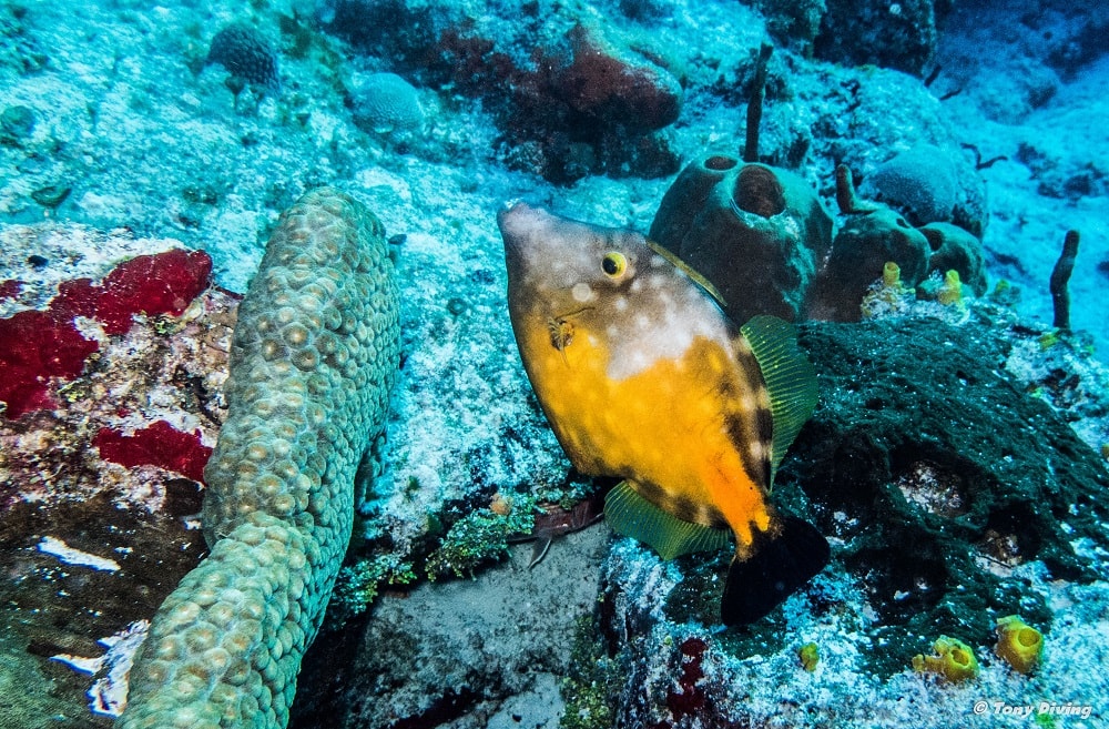 photo-plongee-cozumel