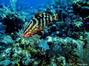 photo17-plongee-utila-nassau-merou