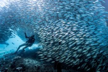 meilleure plongee asie raja ampat banc