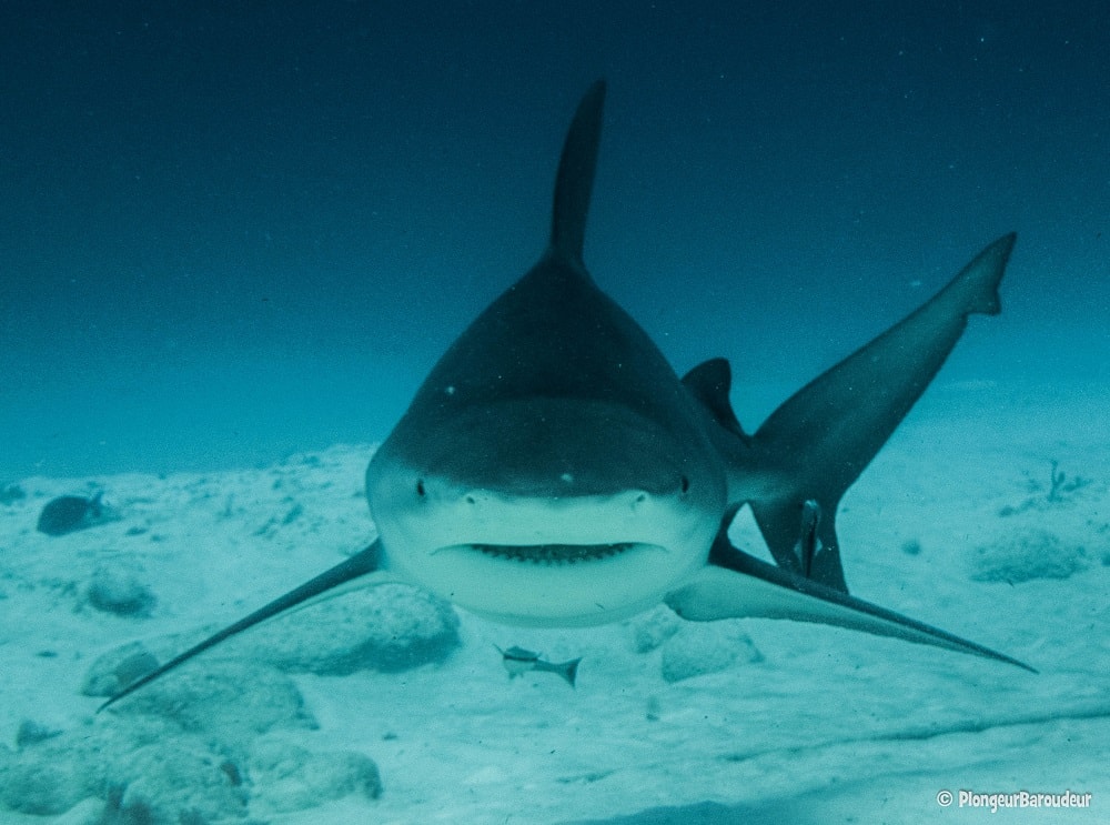 photo-requin-bouledogue-playa-del-carmen