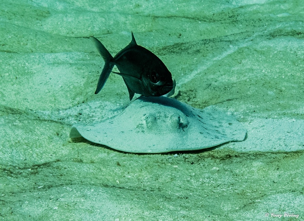 photo-plongee-cozumel