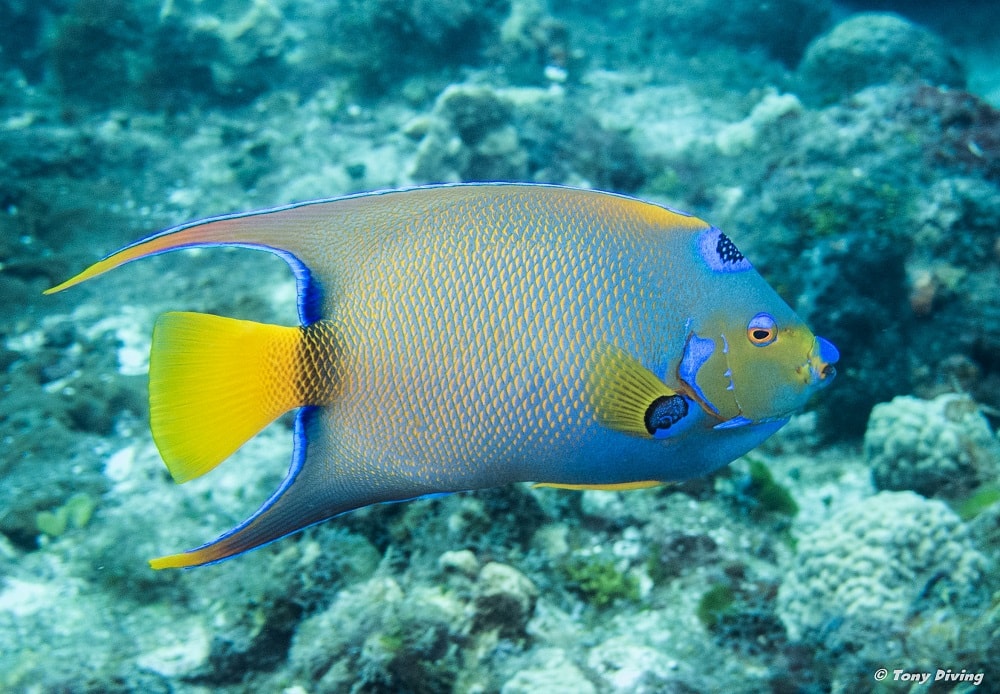 photo-plongee-cozumel