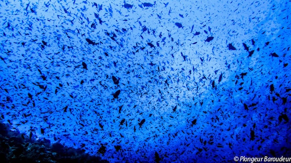 meilleure plongee indonesie bira sulawesi