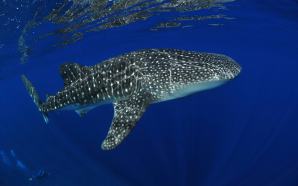 plonger requins baleines christmas island australie