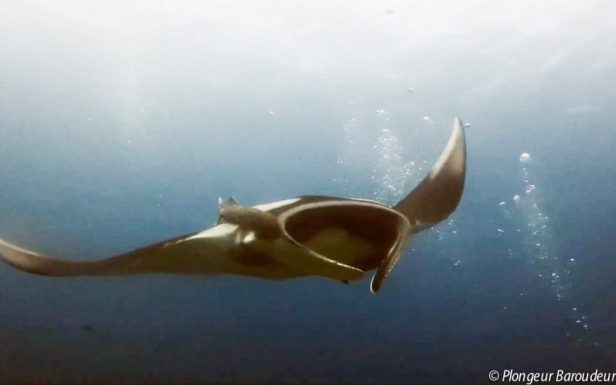 meilleure plongee thailande iles similan